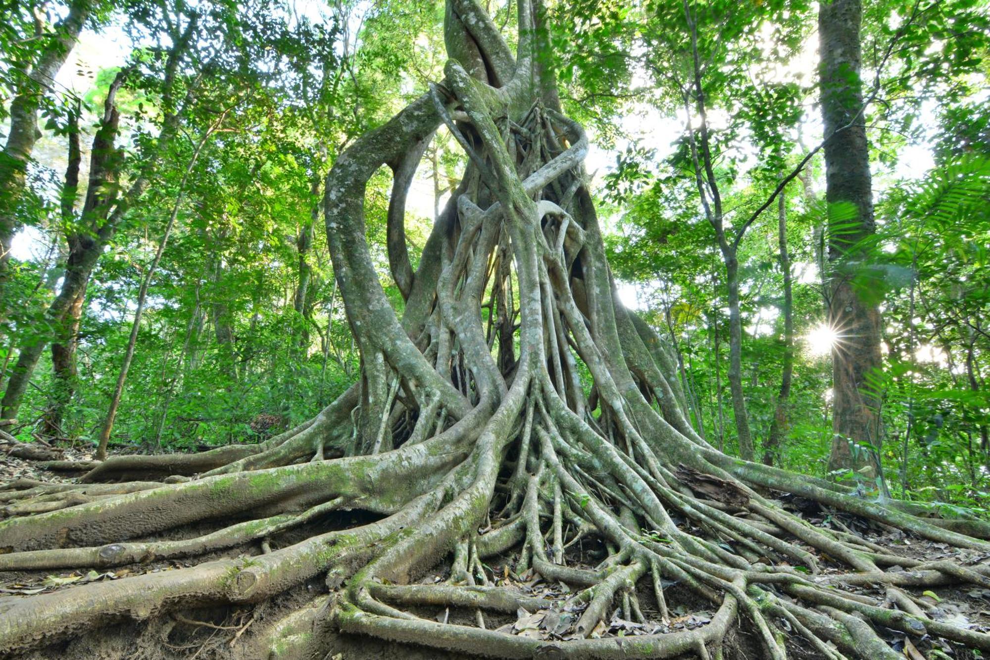 Santuario Ecologico Monteverde Extérieur photo
